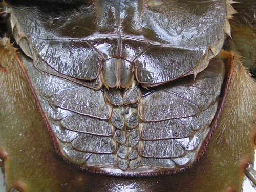 Book gills in a horseshoe crab