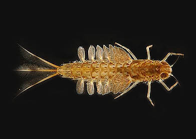 mayflies larvae