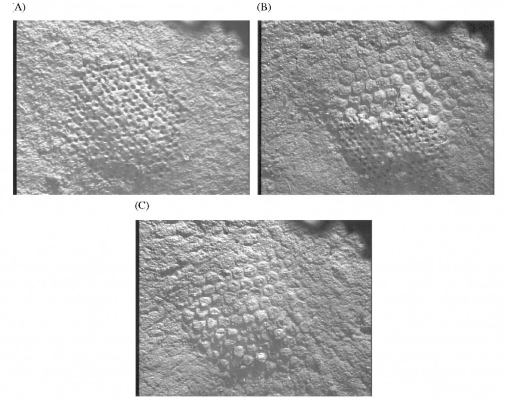 Paleodiction - blowing away galleries